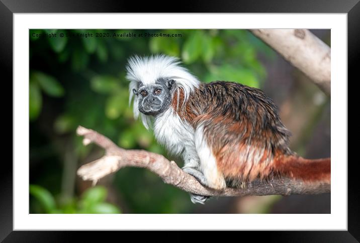 The Cotton top Tamarin Monkey  Framed Mounted Print by Sue Knight