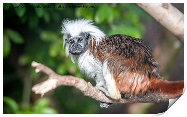 The Cotton top Tamarin Monkey  Print by Sue Knight