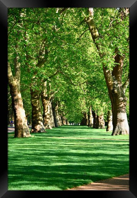 Hyde Park in London, UK, Framed Print by M. J. Photography
