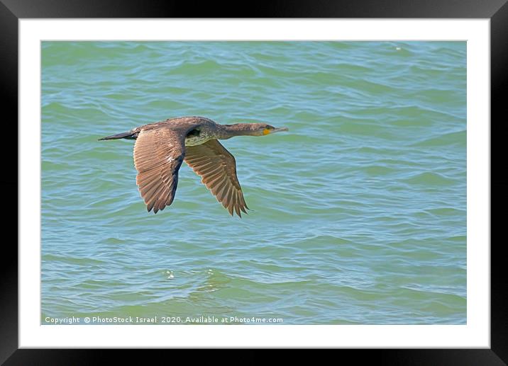 Pygmy Cormorant (Microcarbo pygmeus) Framed Mounted Print by PhotoStock Israel