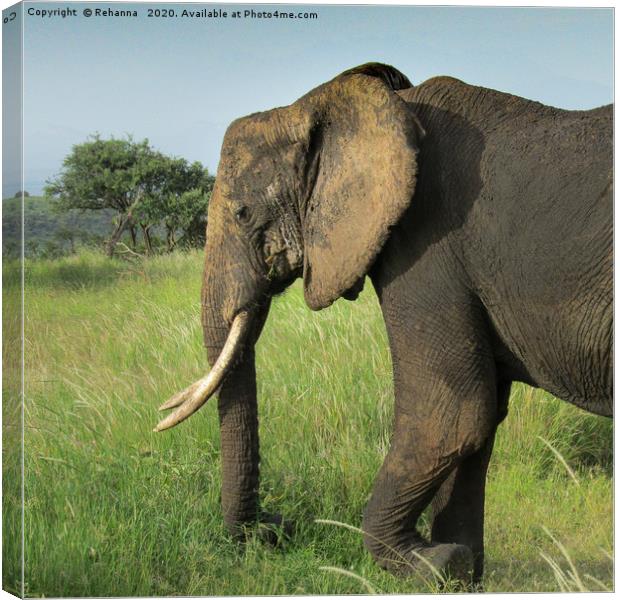 African elephant uproots grass, Kenya Canvas Print by Rehanna Neky