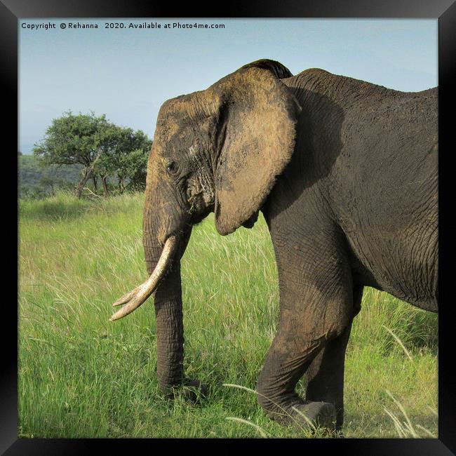 African elephant uproots grass, Kenya Framed Print by Rehanna Neky