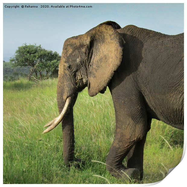 African elephant uproots grass, Kenya Print by Rehanna Neky