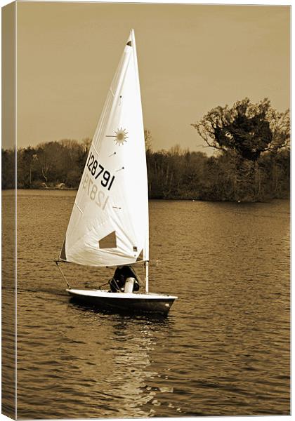 Sailboat Canvas Print by Donna Collett