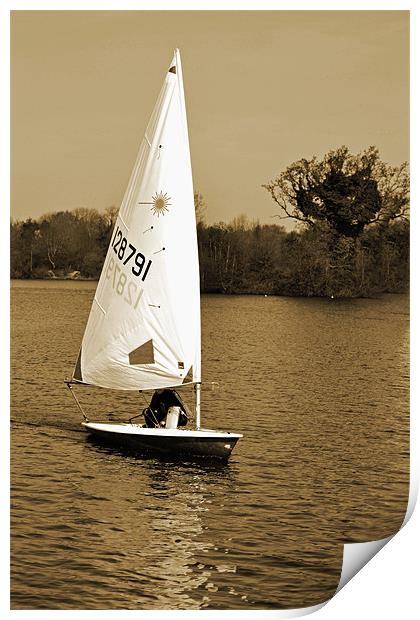 Sailboat Print by Donna Collett