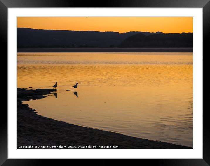 Seagulls at Sunset Framed Mounted Print by Angela Cottingham