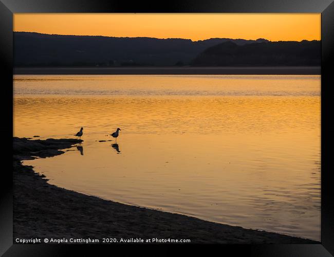 Seagulls at Sunset Framed Print by Angela Cottingham