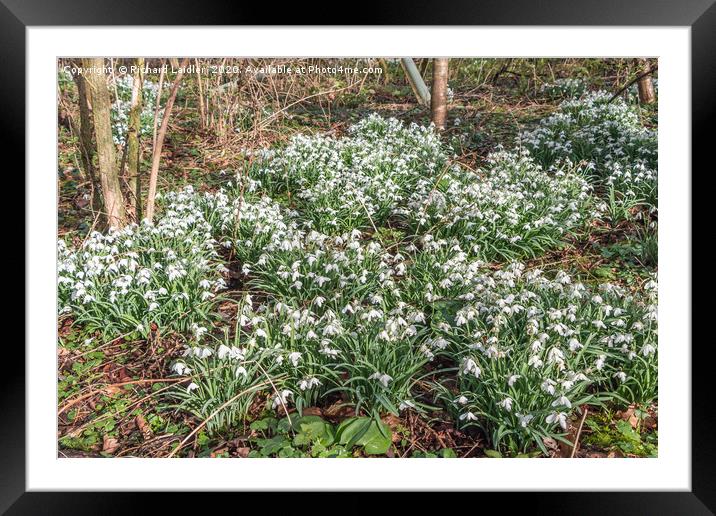 Woodland Snowdrops Framed Mounted Print by Richard Laidler