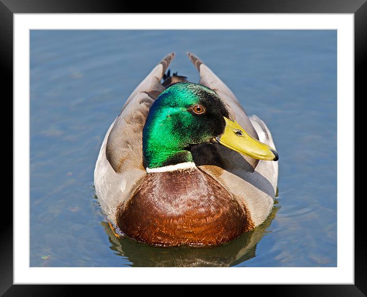 Mallard showing his best side Framed Mounted Print by Chris Thaxter