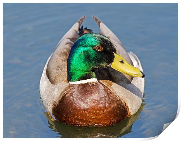 Mallard showing his best side Print by Chris Thaxter