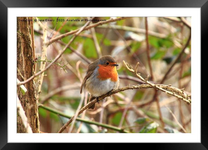 Robin Red Breast Framed Mounted Print by Jane Emery