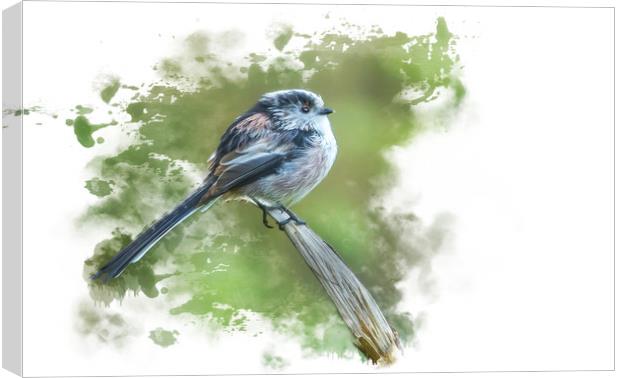 Delicate Beauty LongTailed Tit Canvas Print by Darren Wilkes
