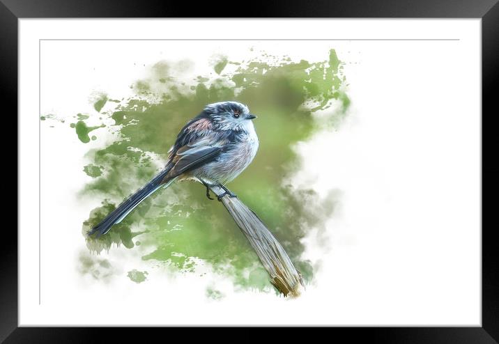 Delicate Beauty LongTailed Tit Framed Mounted Print by Darren Wilkes