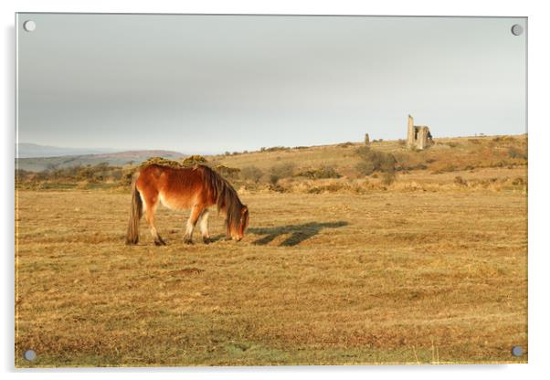 Bodmin Moor Pony Acrylic by Dave Bell