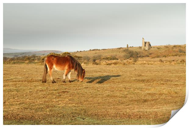 Bodmin Moor Pony Print by Dave Bell