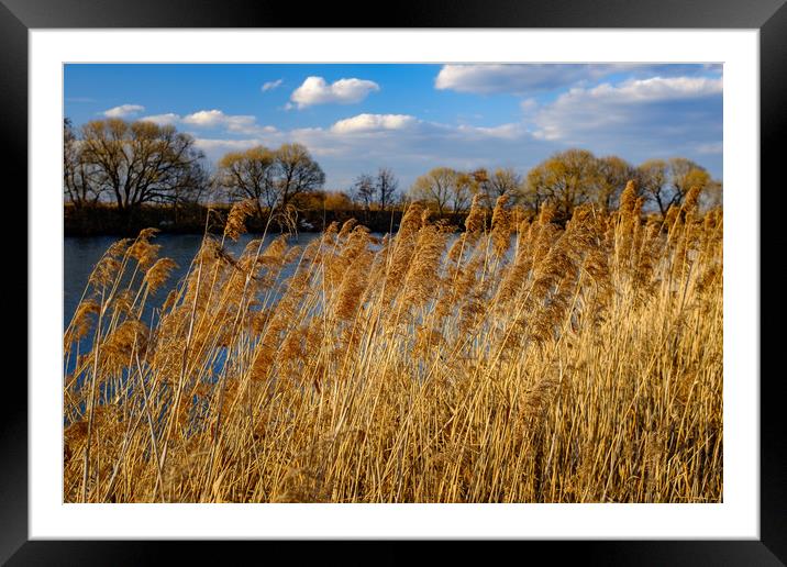 A dry grass on river. Framed Mounted Print by Alexey Rezvykh