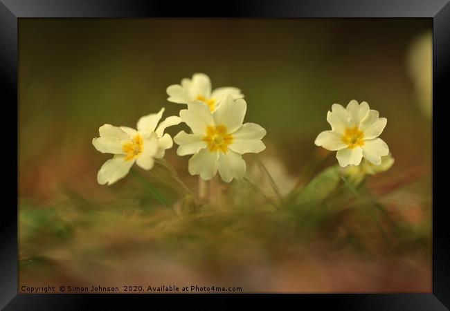 Spring primrose close up Framed Print by Simon Johnson