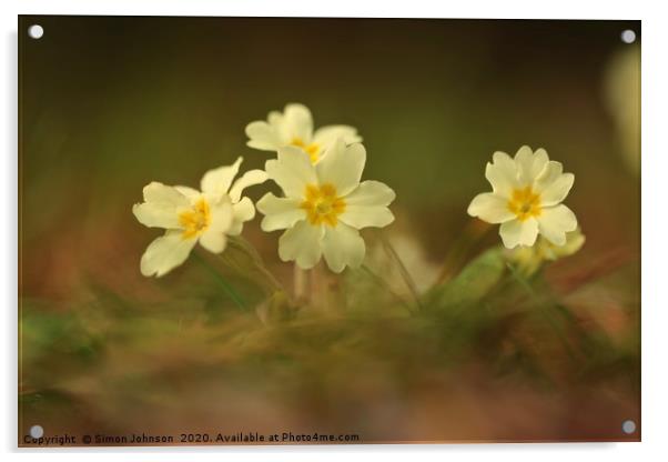Spring primrose close up Acrylic by Simon Johnson