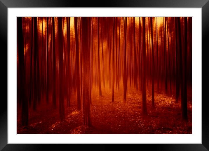 Into the woods Framed Mounted Print by mark leader