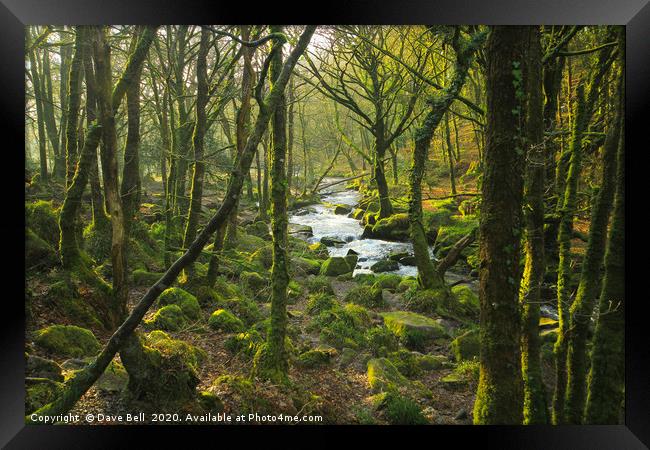 Woodland River Framed Print by Dave Bell