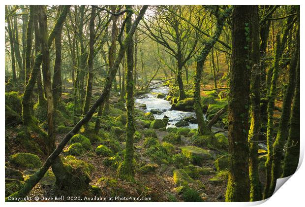 Woodland River Print by Dave Bell