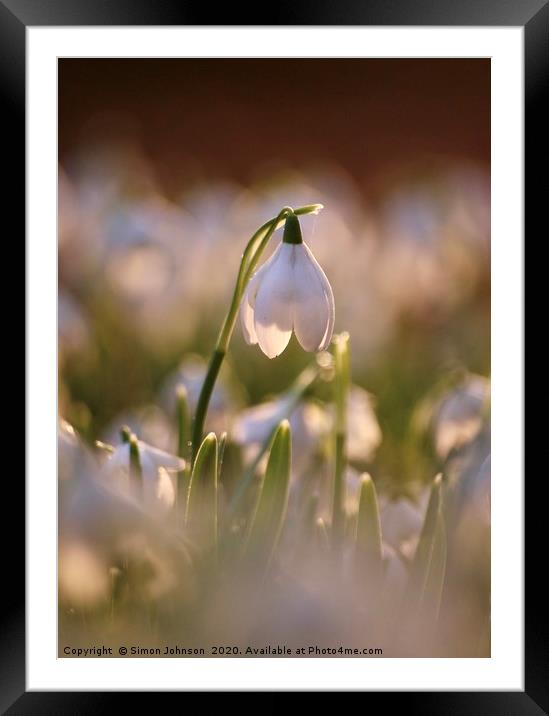 C otswold Snowdrop Framed Mounted Print by Simon Johnson