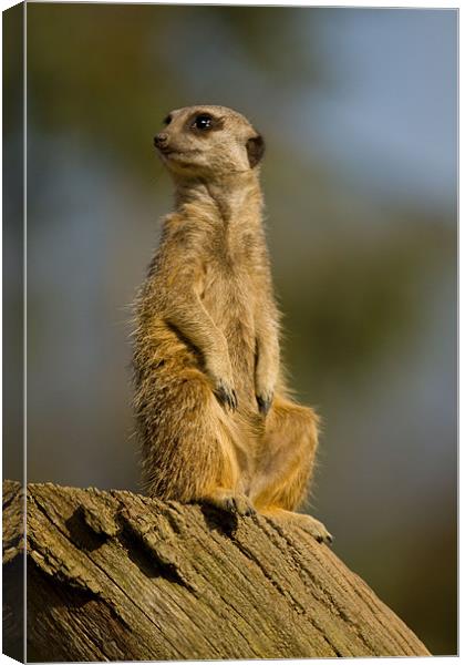 Slender-tailed Meerkat Canvas Print by Gill Allcock