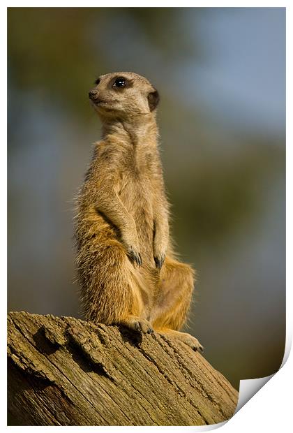 Slender-tailed Meerkat Print by Gill Allcock