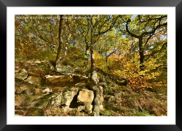 Autumnal Oaks on the Rocks Framed Mounted Print by Edward Laxton