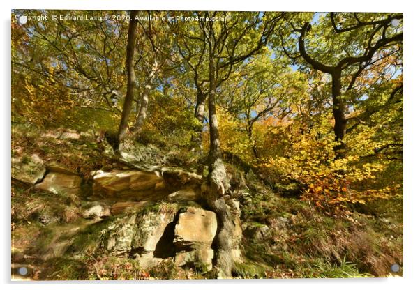 Autumnal Oaks on the Rocks Acrylic by Edward Laxton