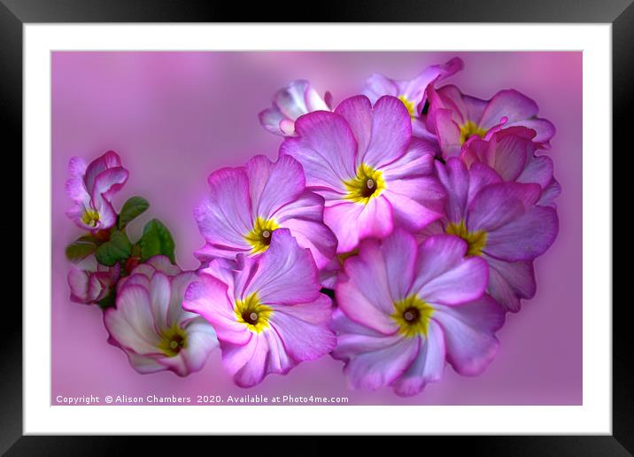 Primula Pink Twirls Framed Mounted Print by Alison Chambers