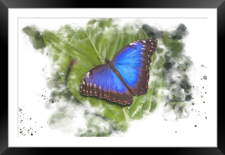 Butterfly Watercolour Art Framed Mounted Print by Darren Wilkes