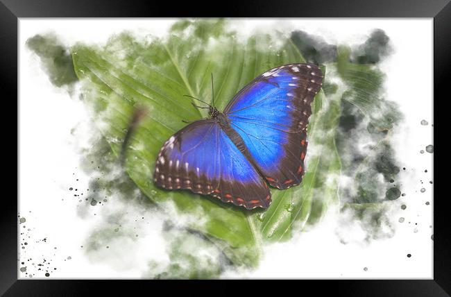 Butterfly Watercolour Art Framed Print by Darren Wilkes