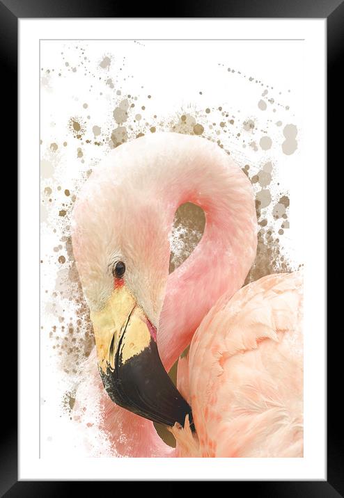 Pink Flamingo Framed Mounted Print by Darren Wilkes