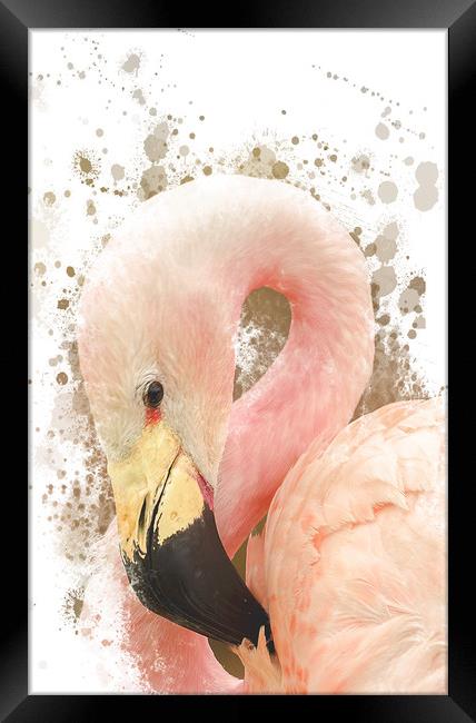 Pink Flamingo Framed Print by Darren Wilkes