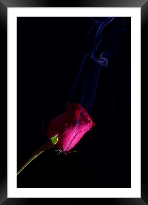 Essence of the rose Framed Mounted Print by Martin Smith