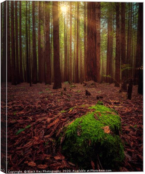 Redwood Forest, Rotorua Canvas Print by Black Key Photography