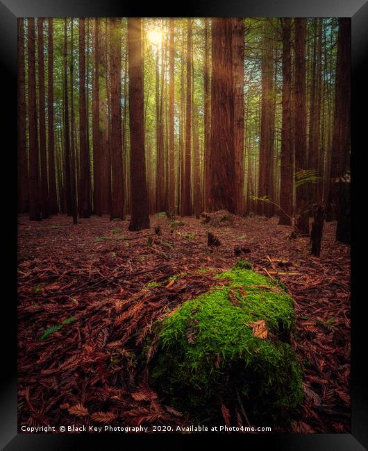 Redwood Forest, Rotorua Framed Print by Black Key Photography