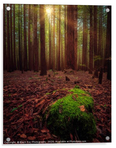 Redwood Forest, Rotorua Acrylic by Black Key Photography