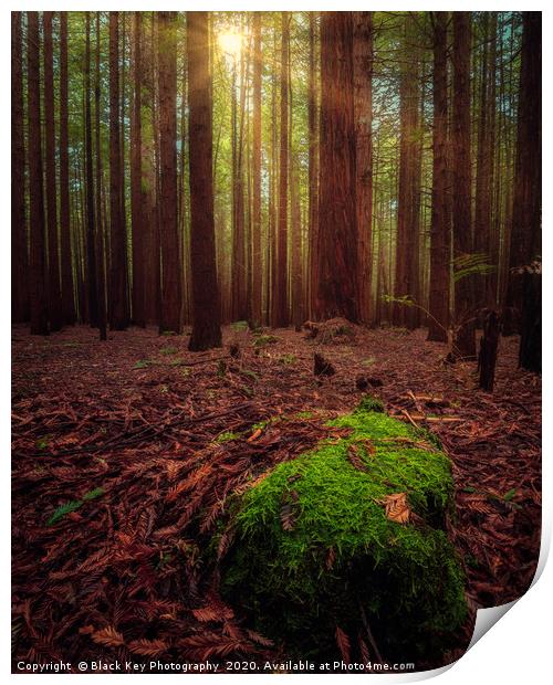 Redwood Forest, Rotorua Print by Black Key Photography