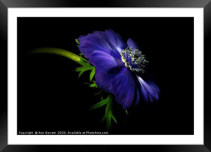 Single Purple Anemone Framed Mounted Print by Ann Garrett