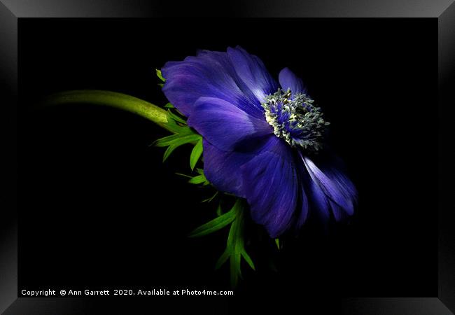 Single Purple Anemone Framed Print by Ann Garrett