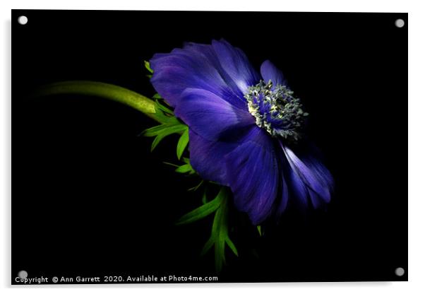 Single Purple Anemone Acrylic by Ann Garrett
