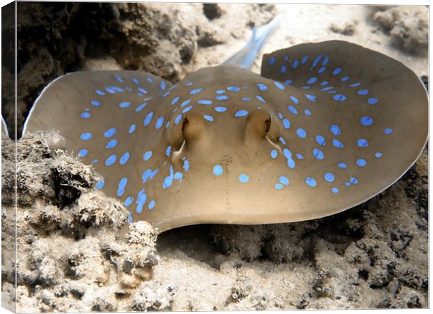 Blue Spotted Ray Feeding Canvas Print by Serena Bowles