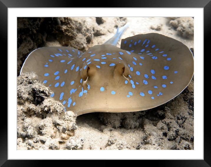 Blue Spotted Ray Feeding Framed Mounted Print by Serena Bowles