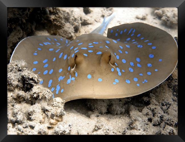 Blue Spotted Ray Feeding Framed Print by Serena Bowles