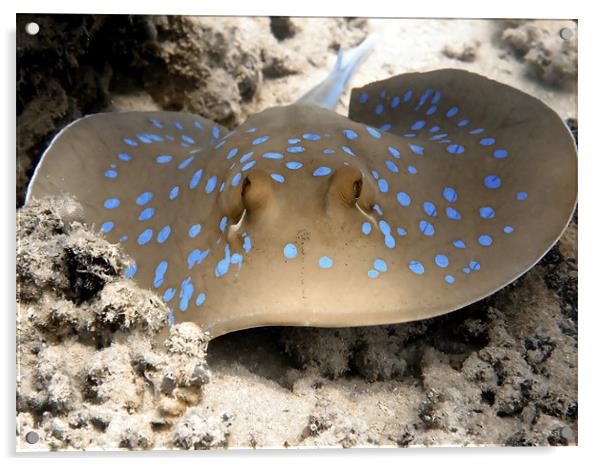 Blue Spotted Ray Feeding Acrylic by Serena Bowles