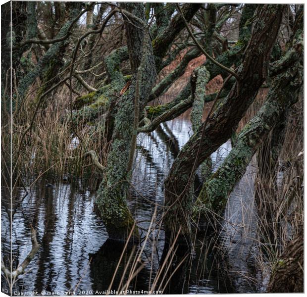 Watery Woodland Canvas Print by mark Smith