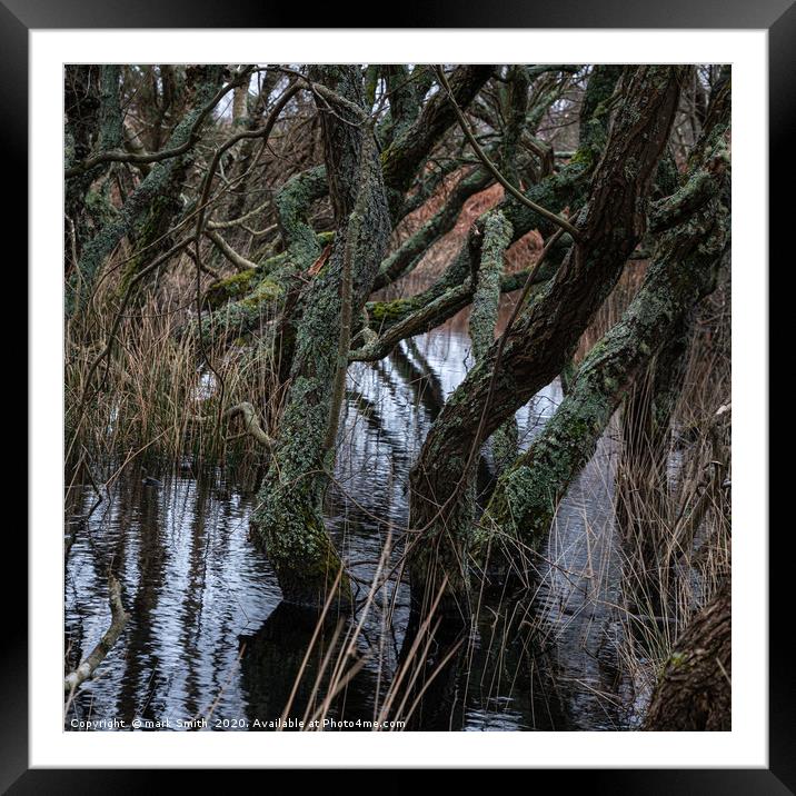 Watery Woodland Framed Mounted Print by mark Smith