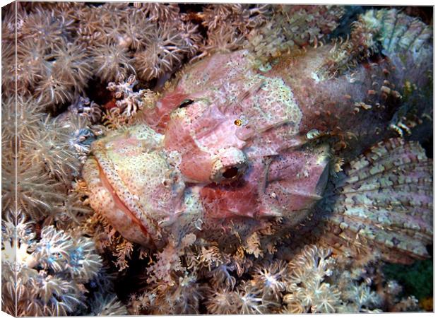 Camouflaged Scorpion Fish Canvas Print by Serena Bowles